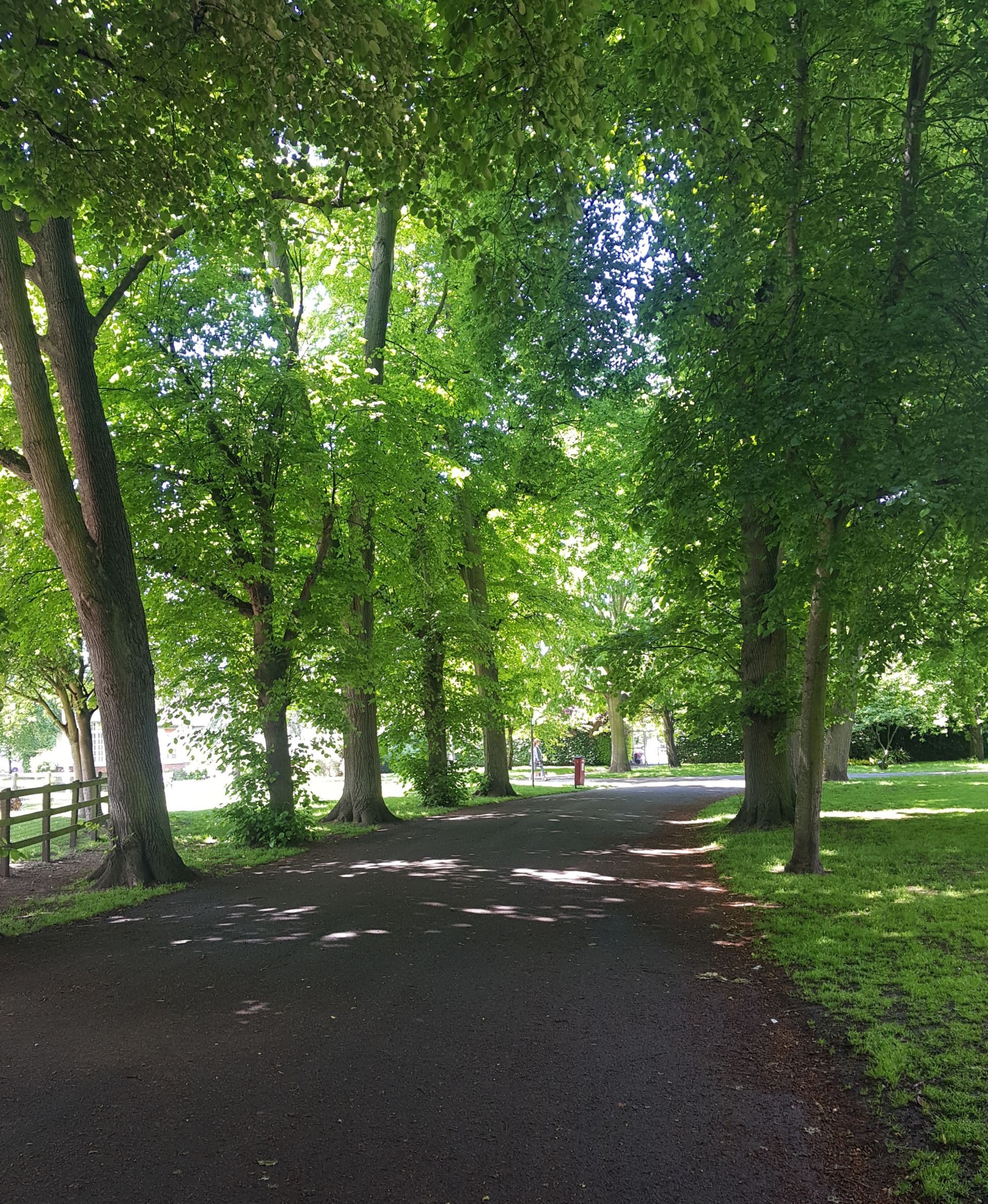 Pictures of trees in Milton Park